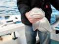 Gummy Shark