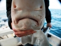 Gummy Shark
