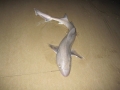 Gummy Shark