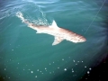 Gummy Shark