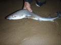 Gummy Shark