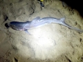 Gummy Shark