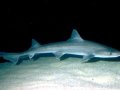 Gummy Shark