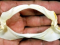 Gummy Shark