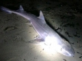 Gummy Shark