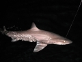 Gummy Shark