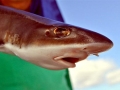 Gummy Shark