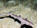 Gummy Shark
