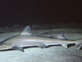Gummy Shark