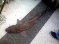 Gummy Shark