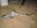 Gummy Shark