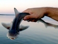 Gummy Shark