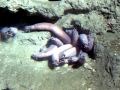 Hagfish