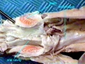 Hagfish