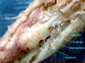 Hagfish