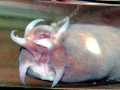 Hagfish