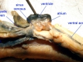 Hagfish