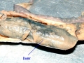 Hagfish