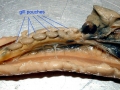Hagfish