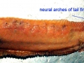Hagfish