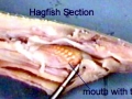 Hagfish