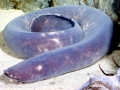 Hagfish