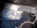 Hagfish