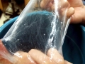 Hagfish