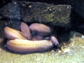 Hagfish