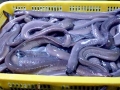 Hagfish