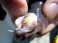Hagfish