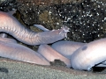 Hagfish