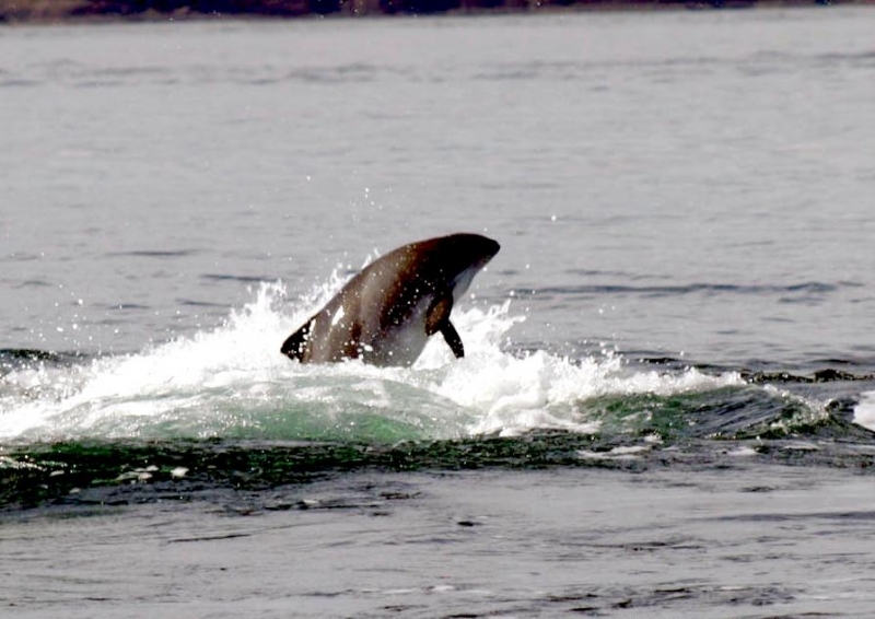 Harbor Porpoise