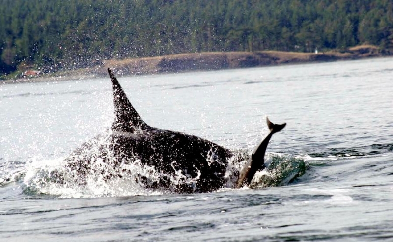 Harbor Porpoise