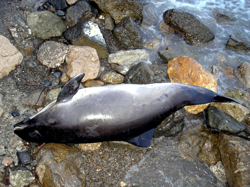 Harbor Porpoise