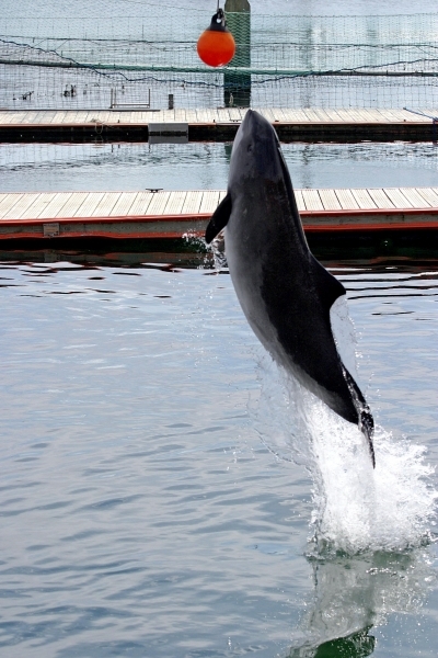 Harbor Porpoise