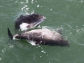 Harbor Porpoise