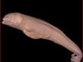 Harbor Porpoise