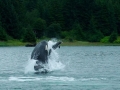 Harbor Porpoise