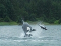 Harbor Porpoise