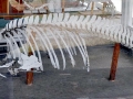 Harbor Porpoise