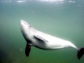 Harbor Porpoise