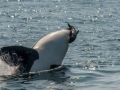 Harbor Porpoise