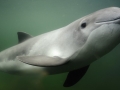 Harbor Porpoise
