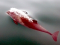 Harbor Porpoise