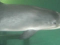 Harbor Porpoise