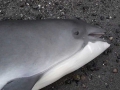 Harbor Porpoise