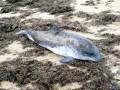 Harbor Porpoise