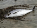 Harbor Porpoise