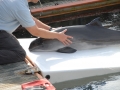 Harbor Porpoise